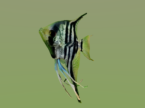 10 aquarium fish OWENDAL Model 3D