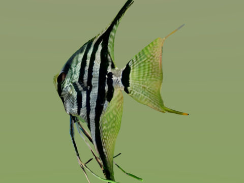10 aquarium fish OWENDAL Model 3D
