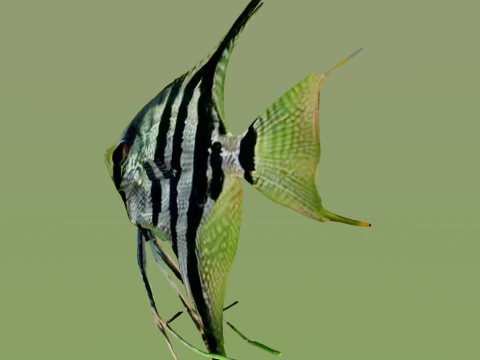 10 aquarium fish OWENDAL 3D Model