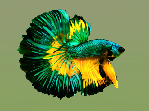 10 aquarium fish OWENDAL 3D Model