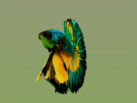 10 aquarium fish OWENDAL 3D Model