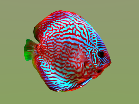 10 aquarium fish OWENDAL Model 3D