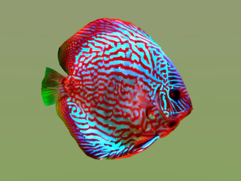10 aquarium fish OWENDAL 3D Model