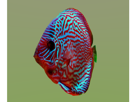10 aquarium fish OWENDAL Model 3D