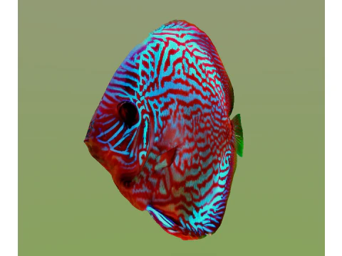 10 aquarium fish OWENDAL 3D Model