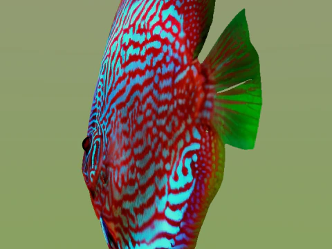 10 aquarium fish OWENDAL 3D Model