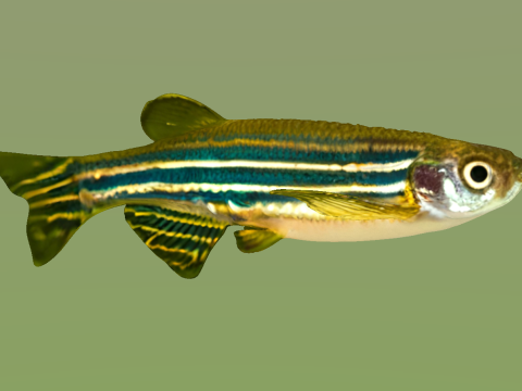 10 aquarium fish OWENDAL Model 3D