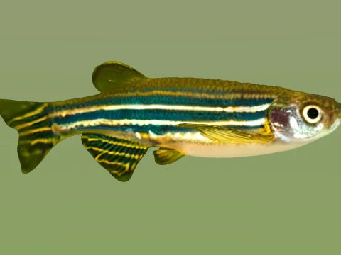 10 aquarium fish OWENDAL 3D Model