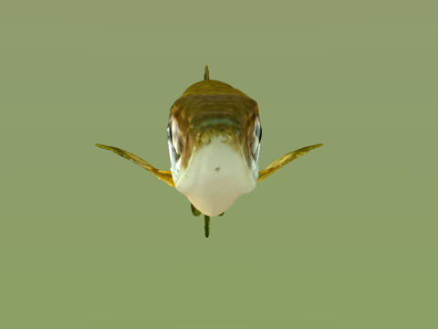 10 aquarium fish OWENDAL Model 3D