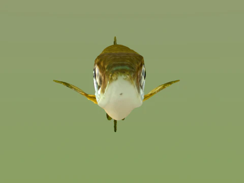 10 aquarium fish OWENDAL 3D Model