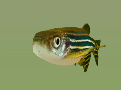 10 aquarium fish OWENDAL 3D Model