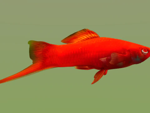 10 aquarium fish OWENDAL 3D Model