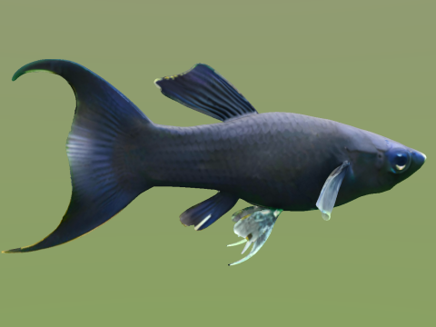 10 aquarium fish OWENDAL Model 3D