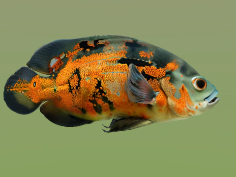 10 aquarium fish OWENDAL 3D Model