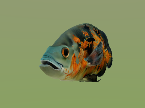 10 aquarium fish OWENDAL Model 3D