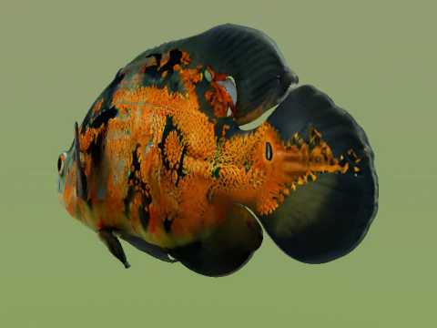 10 aquarium fish OWENDAL 3D Model