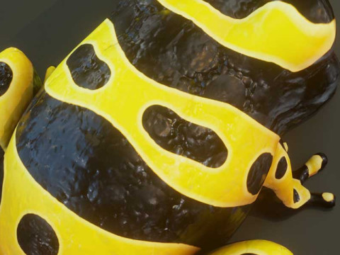 Cartoon Yellow-banded Frog Animated Model 3D