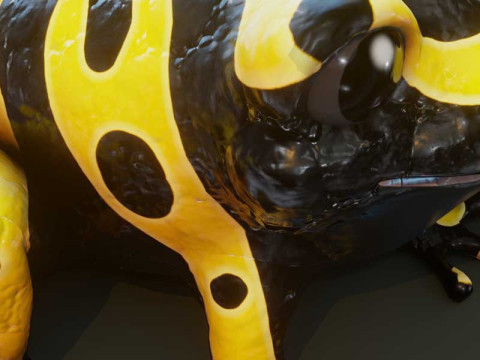 Cartoon Yellow-banded Frog Animated Model 3D
