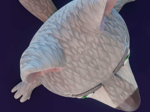 Cartoon Wolf Animated Model 3D