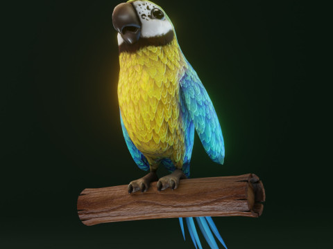 Cartoon Ara Parrot Yellow-Blue Animated Model 3D