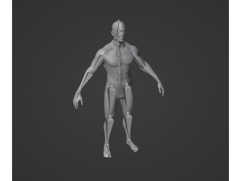Human Body Base Mesh 28 Animations 10 Models Pack 3D Model
