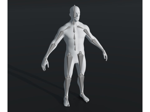 Human Body Base Mesh 28 Animations 10 Models Pack 3D Model