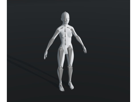 Human Body Base Mesh 28 Animations 10 Models Pack 3D Model
