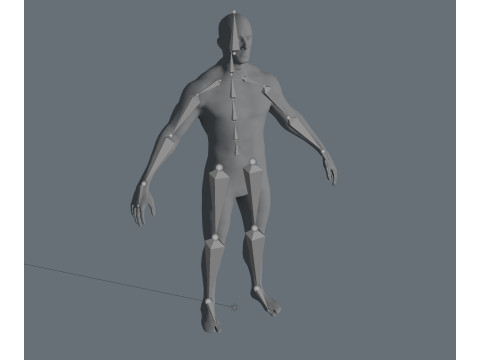 Human Body Base Mesh 28 Animations 10 Models Pack 3D Model