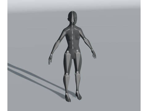 Human Body Base Mesh 28 Animations 10 Models Pack 3D Model