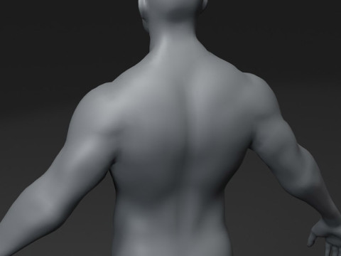Male Body Base Mesh 28 Animations 10k Polygons 3D Model