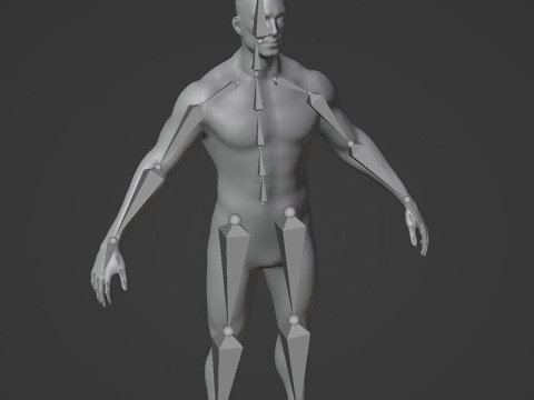 Male Body Base Mesh 28 Animations 10k Polygons 3D Model
