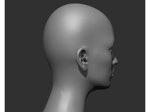 Male and Female Head Realistic Base Mesh 3D मॉडल