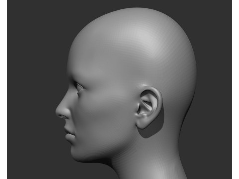 Female Head Realistic Base Mesh Modelo 3D