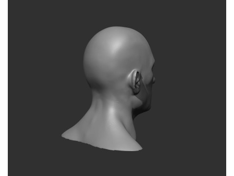 Male Head Realistic Base Mesh Model 3D