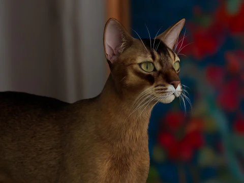 Abyssinian Cat 3D Model