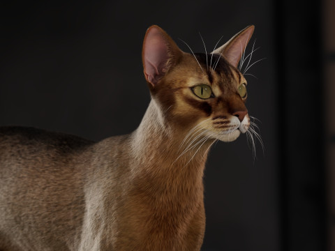 Abyssinian Cat 3Dモデル
