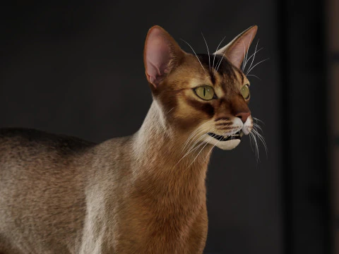Abyssinian Cat 3D Model