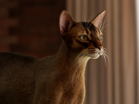 Abyssinian Cat 3Dモデル