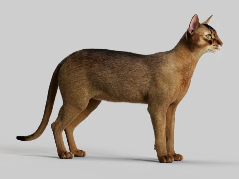 Abyssinian Cat 3D Model