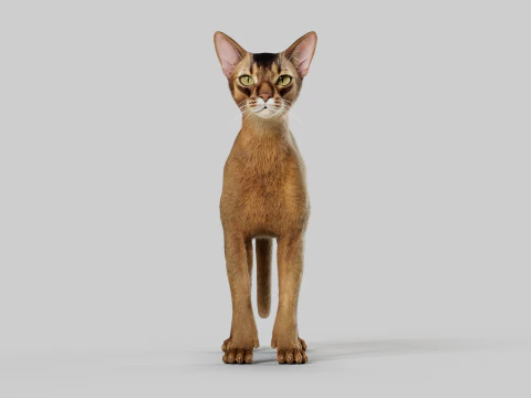 Abyssinian Cat 3D Model
