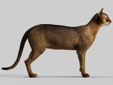 Abyssinian Cat 3Dモデル