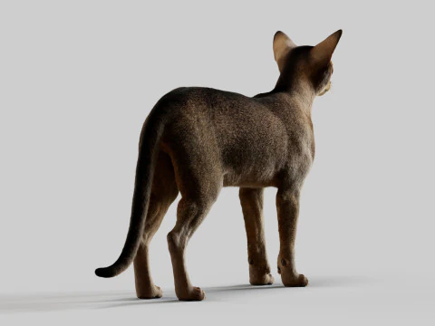 Abyssinian Cat 3D Model