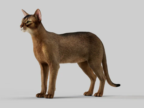 Abyssinian Cat 3D Model