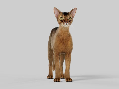 Abyssinian Cat 3D Model