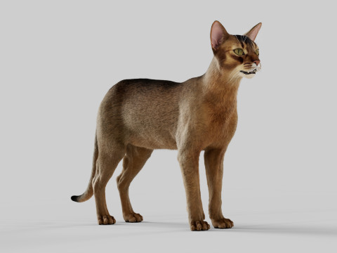 Abyssinian Cat 3Dモデル