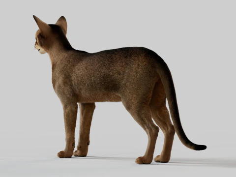 Abyssinian Cat 3D Model
