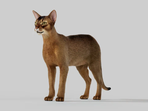 Abyssinian Cat 3D Model