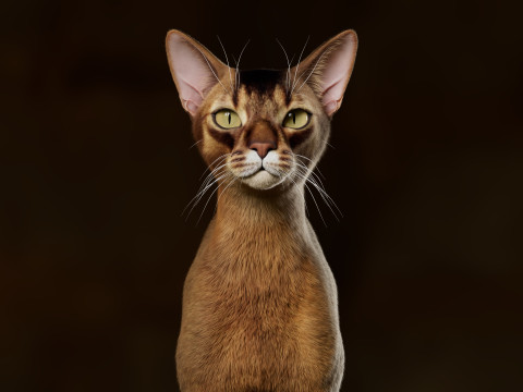 Abyssinian Cat 3Dモデル