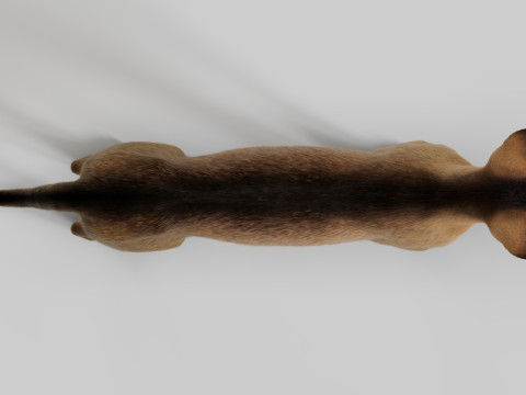 Abyssinian Cat 3Dモデル