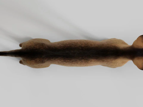 Abyssinian Cat 3D Model
